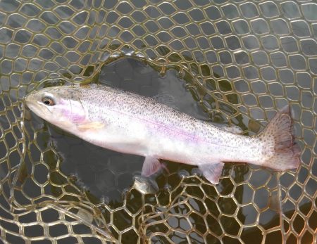 大安トラウトレイク釣果